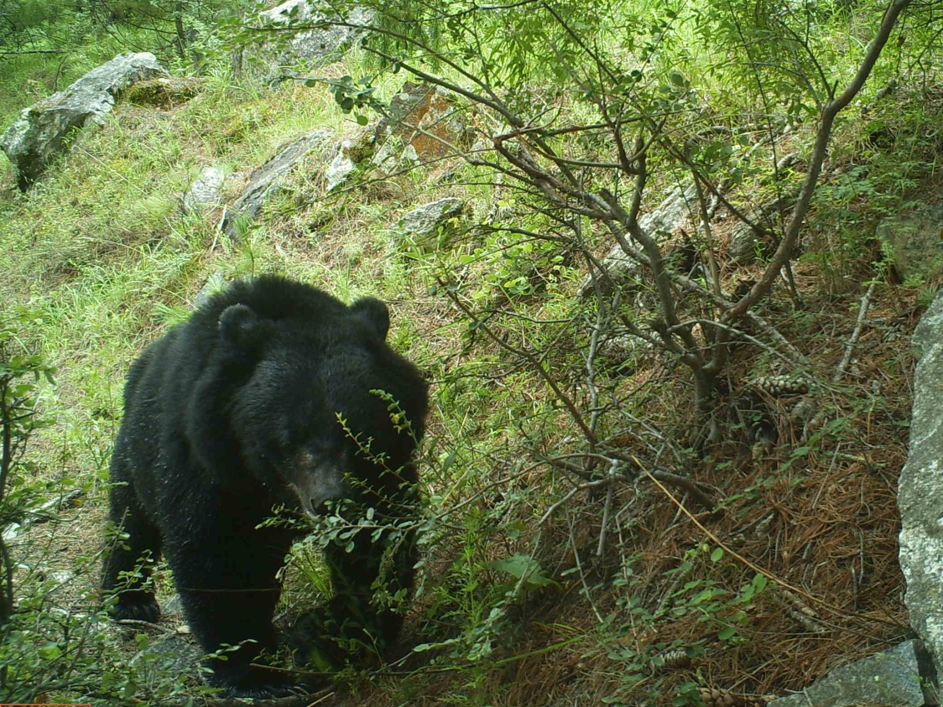 Himalayan Black Bear – UKALI